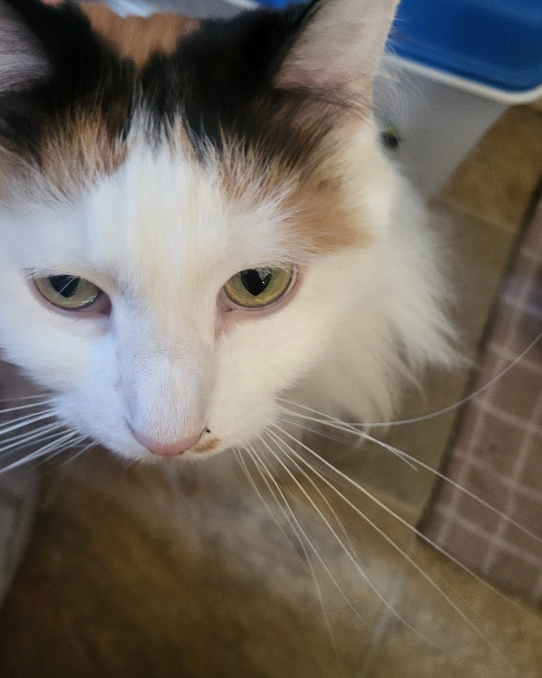 daisy. Cat, Kitten, Angora
