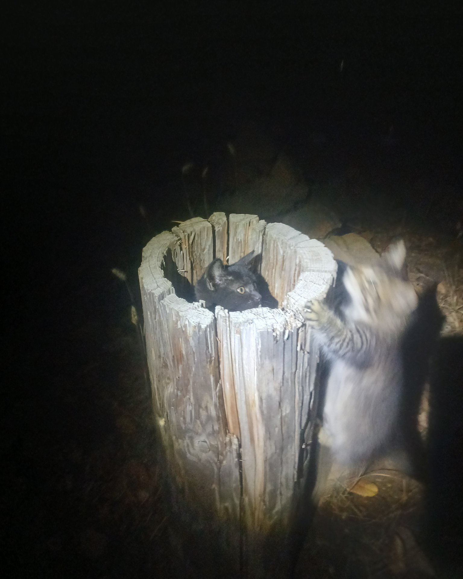 Baby Girl and Batgirl. Plant, Tree, Tree Stump, Wood, Cat