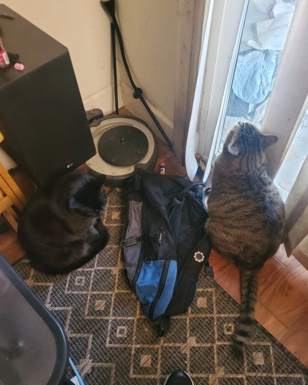 Adonis Leon Chicken Wing Johnson the black and brown Tabby. Plant, Potted Plant, Door, Cat, Electronics, Screen