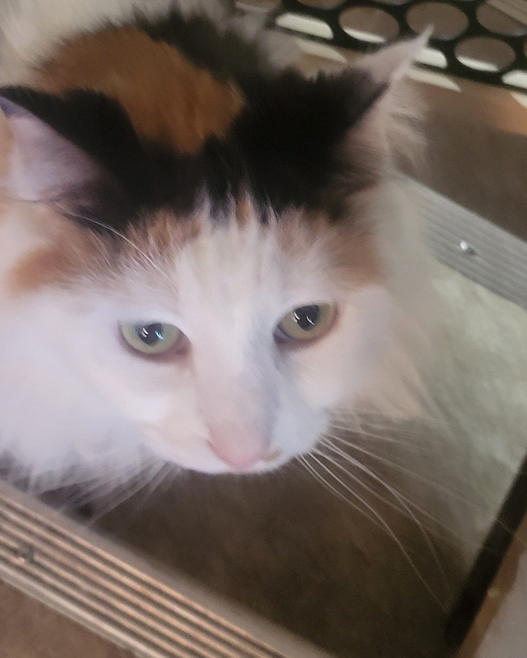 daisy. Cat, Kitten, Angora