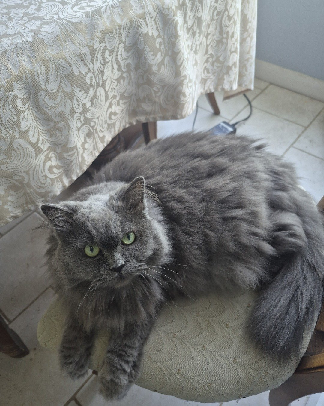 Fuzzy the Domestic Longhair × Himalayan. Cat, Kitten, Angora