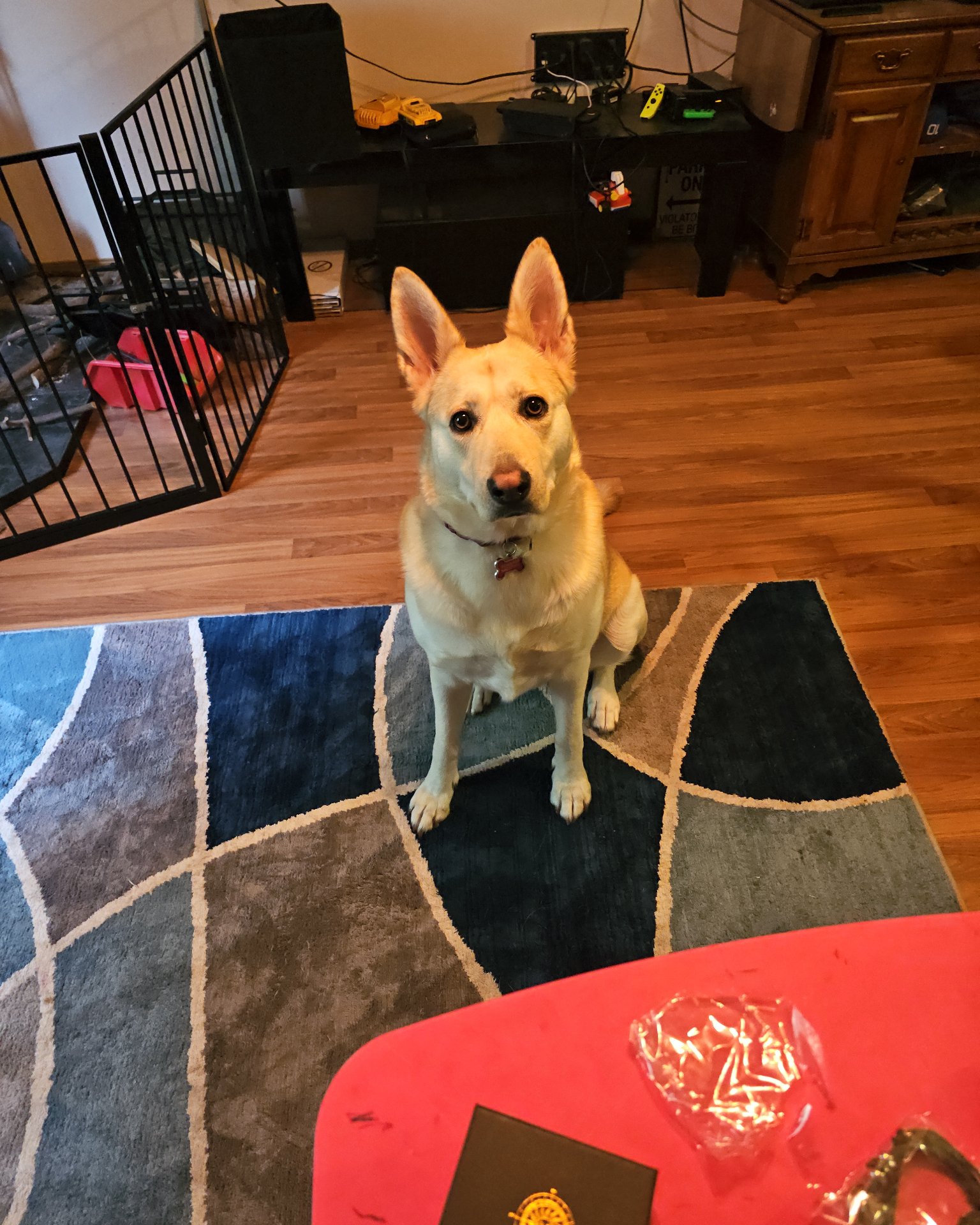 Bella the Labsky. Wood, Floor, Flooring, Hardwood, Dog, Plywood