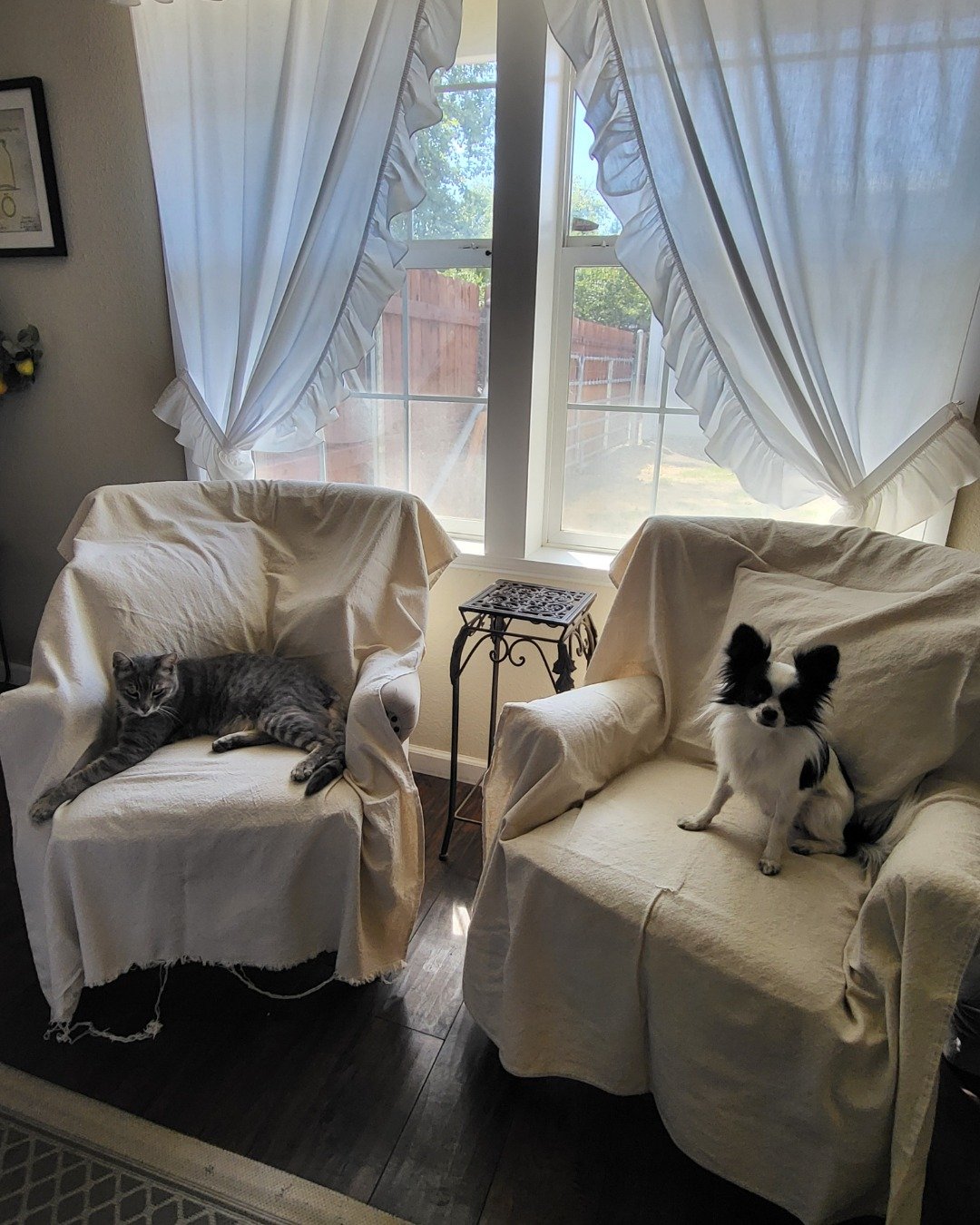 Danny the Long haired Chihuahua. Furniture, Couch, Cat, Dog, Chair
