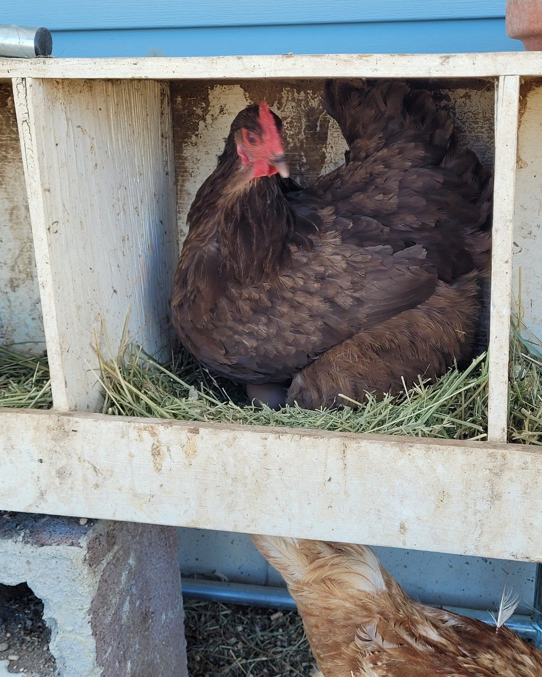 the flock the 3 choco Orrington, 1 cinnamon queen, 1 duck. Bird, Chicken, Fowl, Poultry, Hen