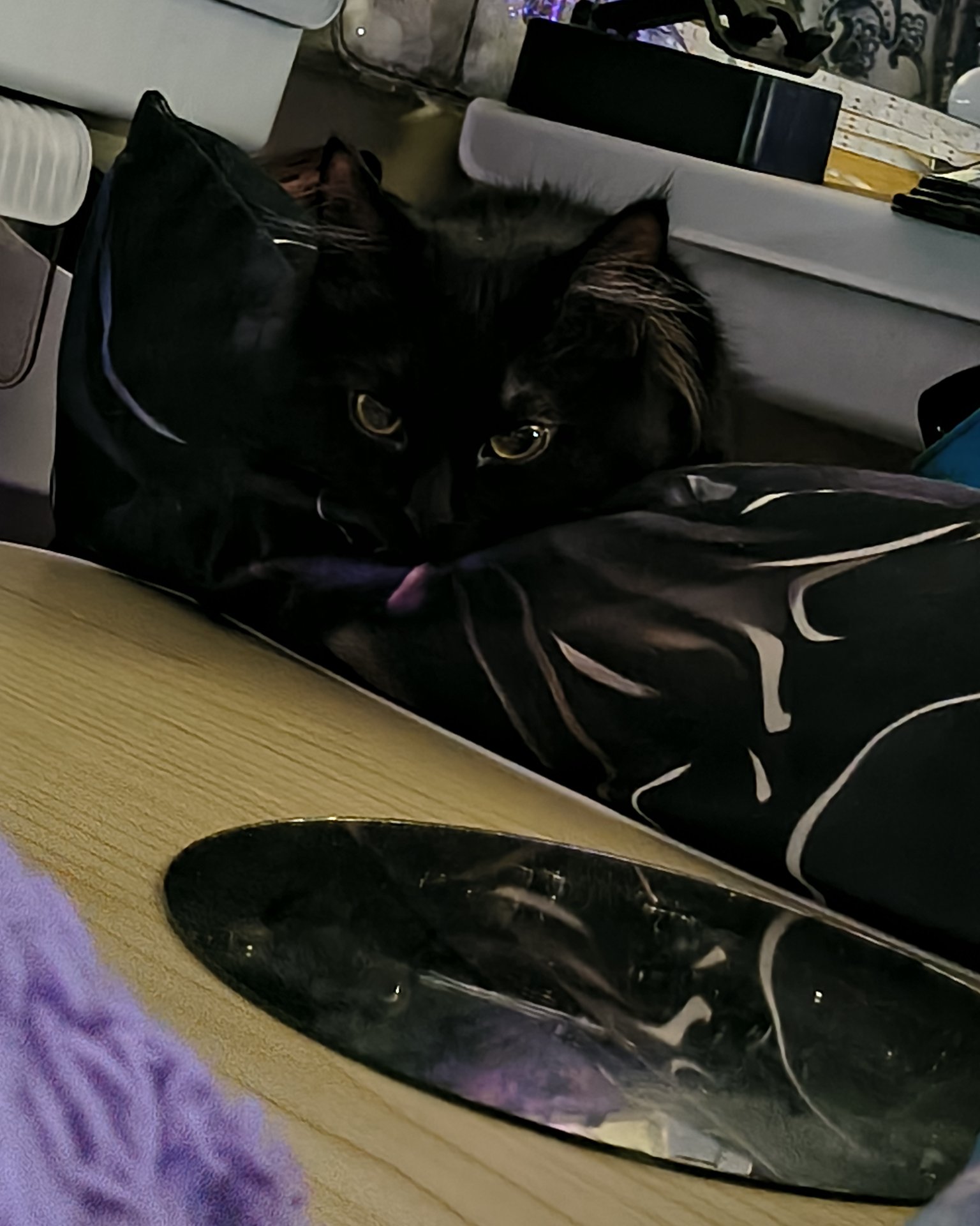 kit-kat the Norwegian mountain cat. Couch, Furniture, Cat