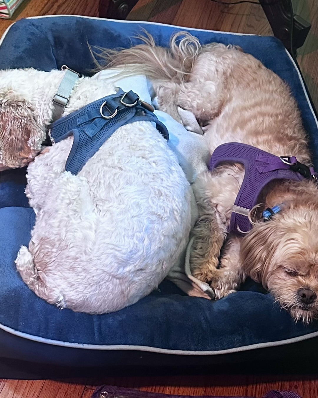 Chewie the Peekapoo — Dog, Dog Bed