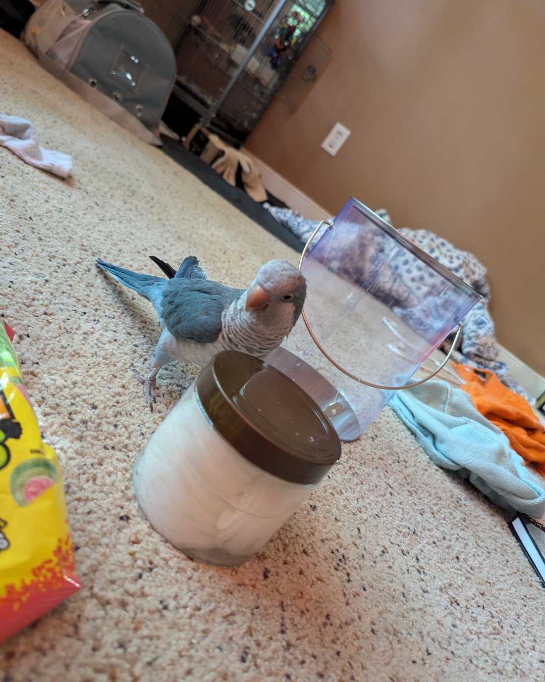 pixie the Quaker parrot. Beak, Bird, Floor, Parakeet, Parrot, Person