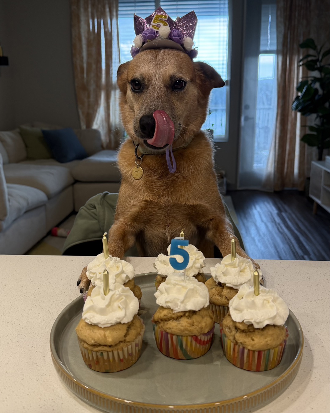 Breslin the Australian Cattle Dog — Cream, Dessert, Food, Icing, Couch, Furniture