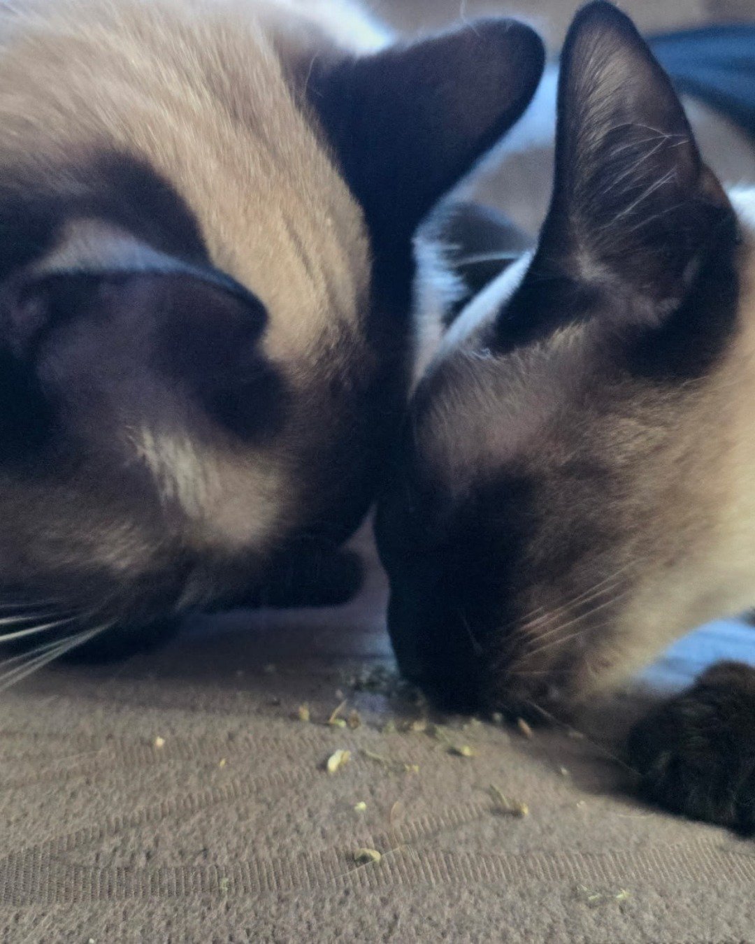 Twin love ❤ (Stella and Luna) the Siamese. Cat, Siamese, Dog