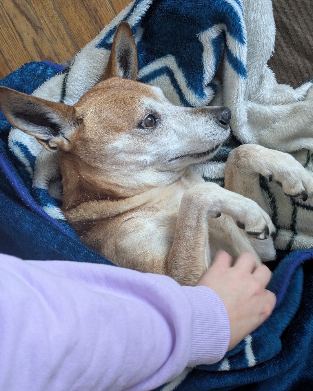 Christian the Australian Cattle Dog Mix. Blanket, Dog, Puppy