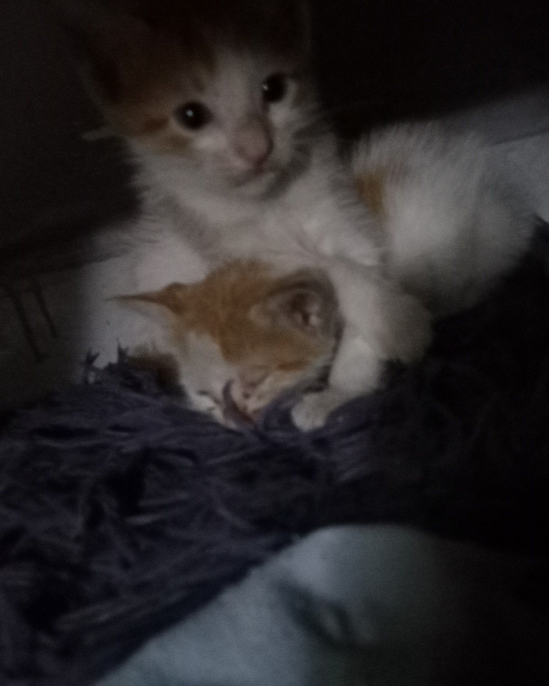 Mango. Cat, Kitten