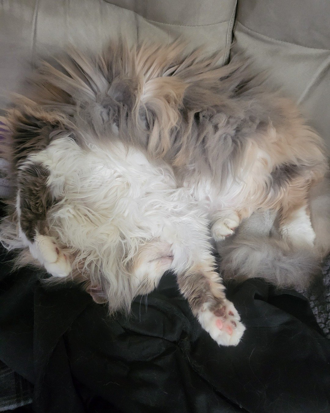 Mouser the Norwegian Forest Cat. Person, Sleeping, Couch, Furniture, Dog, Cat