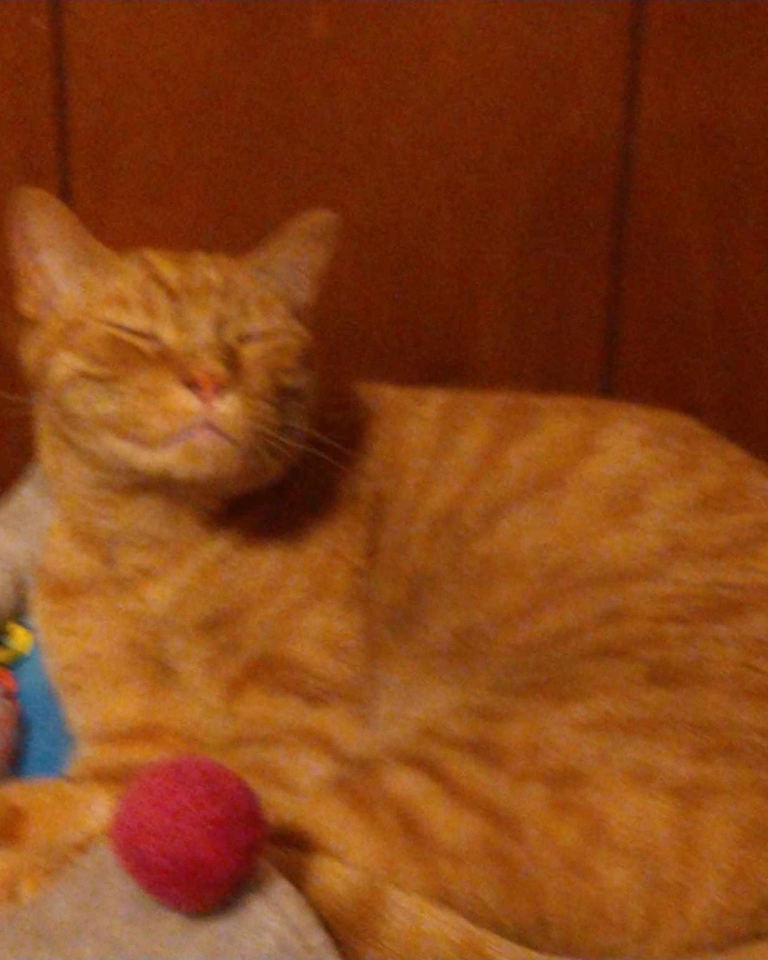 Tiger the tabby. Abyssinian, Cat, Kitten, Manx