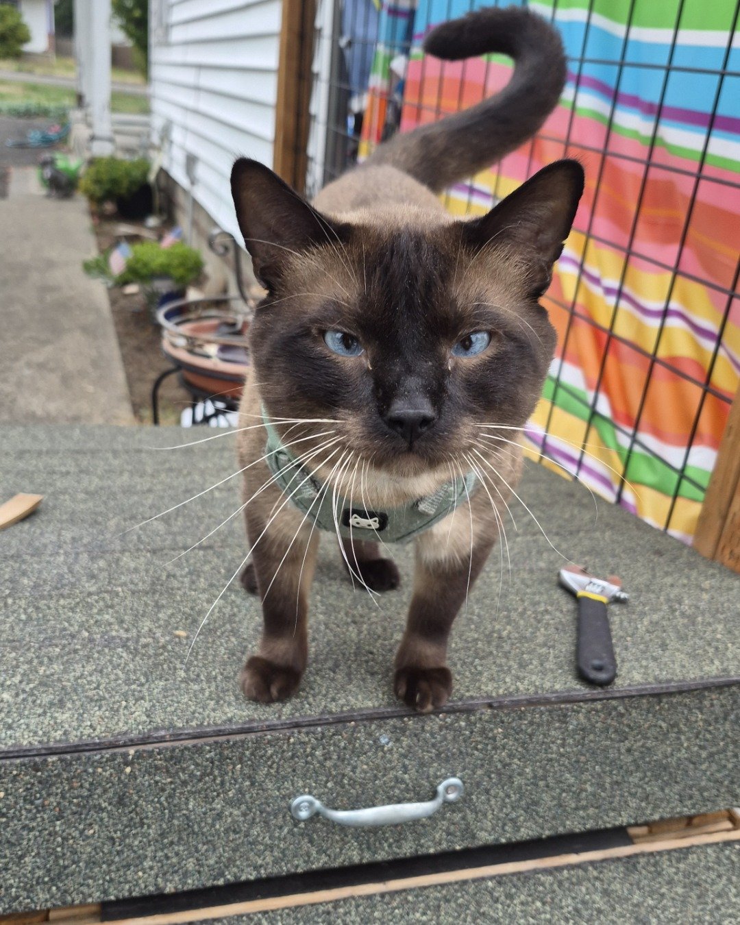 blue the siamese. Plant, Potted Plant, Cat, Jar, Planter, Pottery