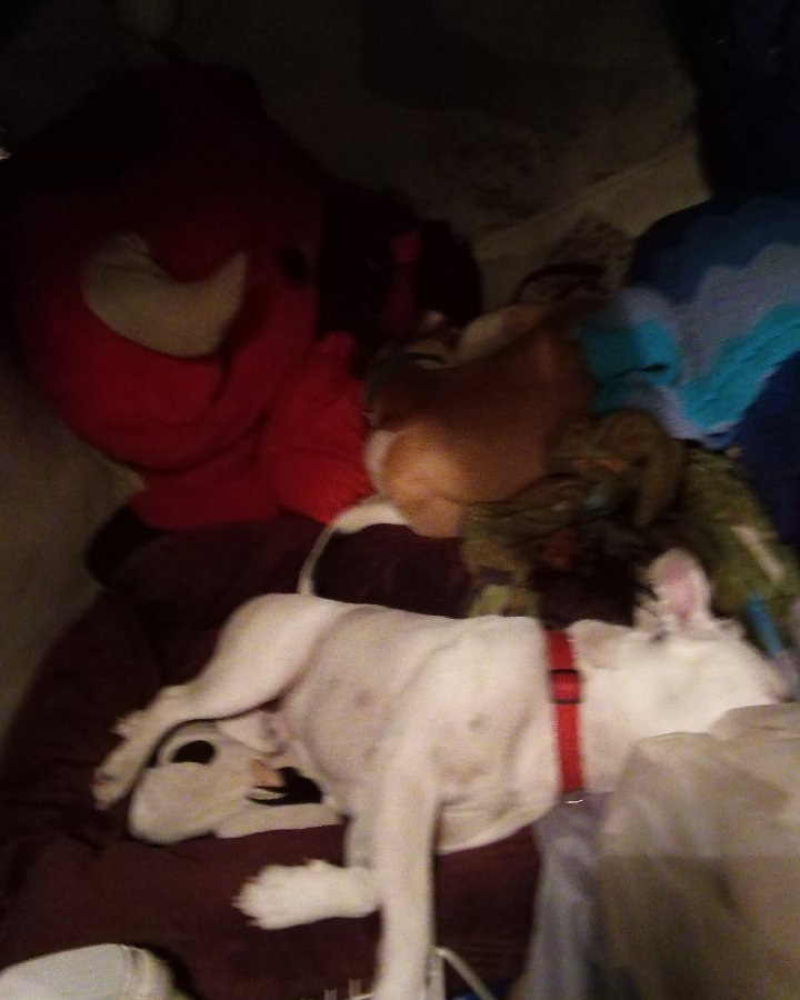 pup&kaos the pittys. Person, Sleeping, Couch, Furniture, Dog, Puppy
