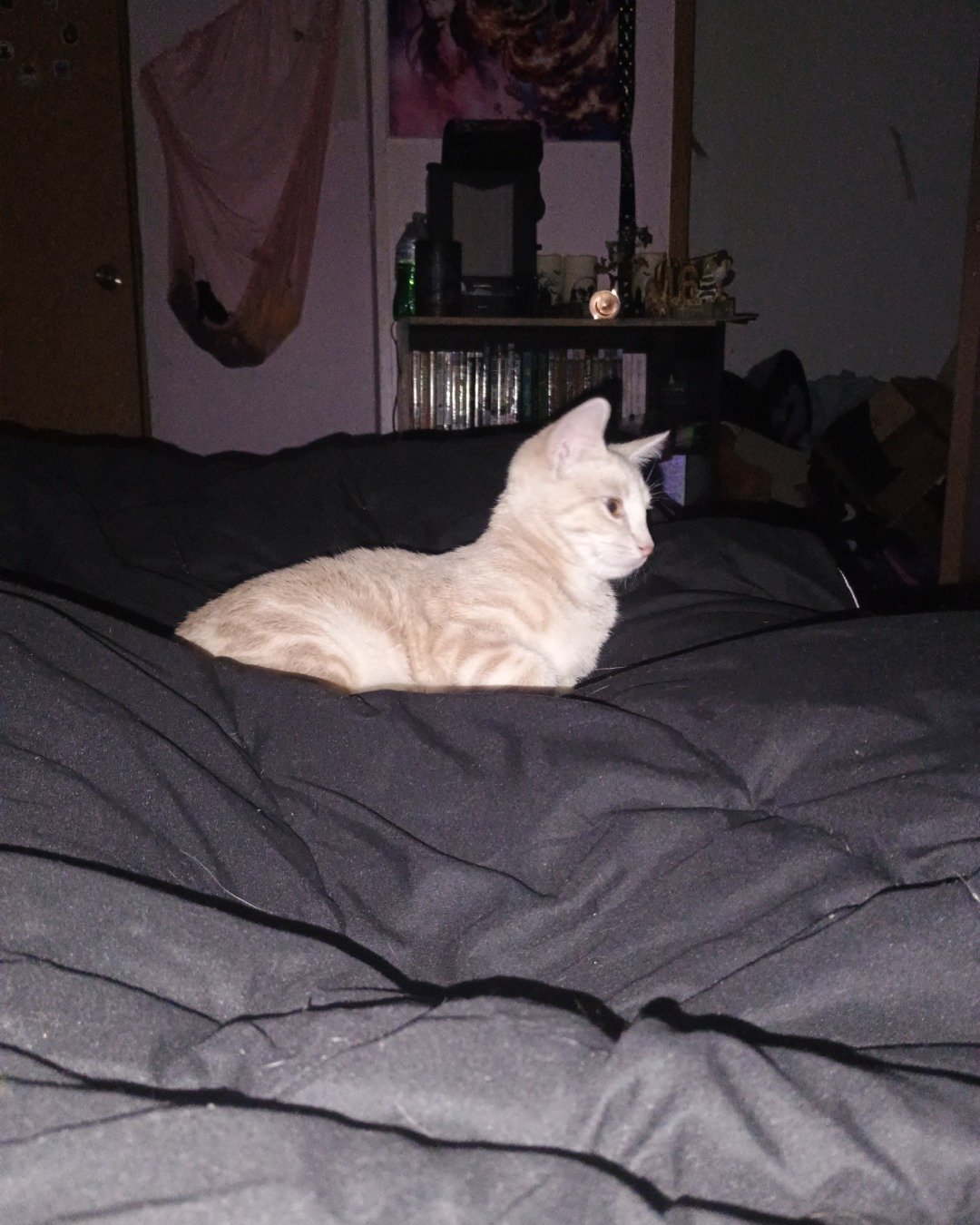 Aphrodite the orange cat. Furniture, Cat, Bed, Bedroom, Indoors, Room