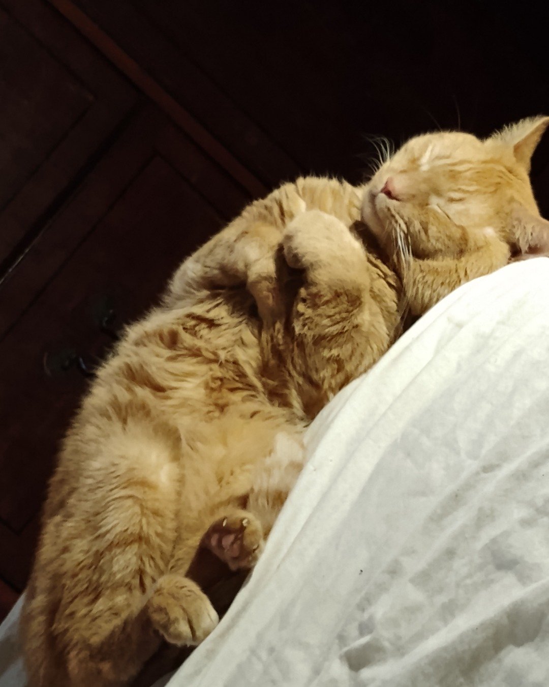 Butter the Orange. Person, Sleeping, Cat, Kitten