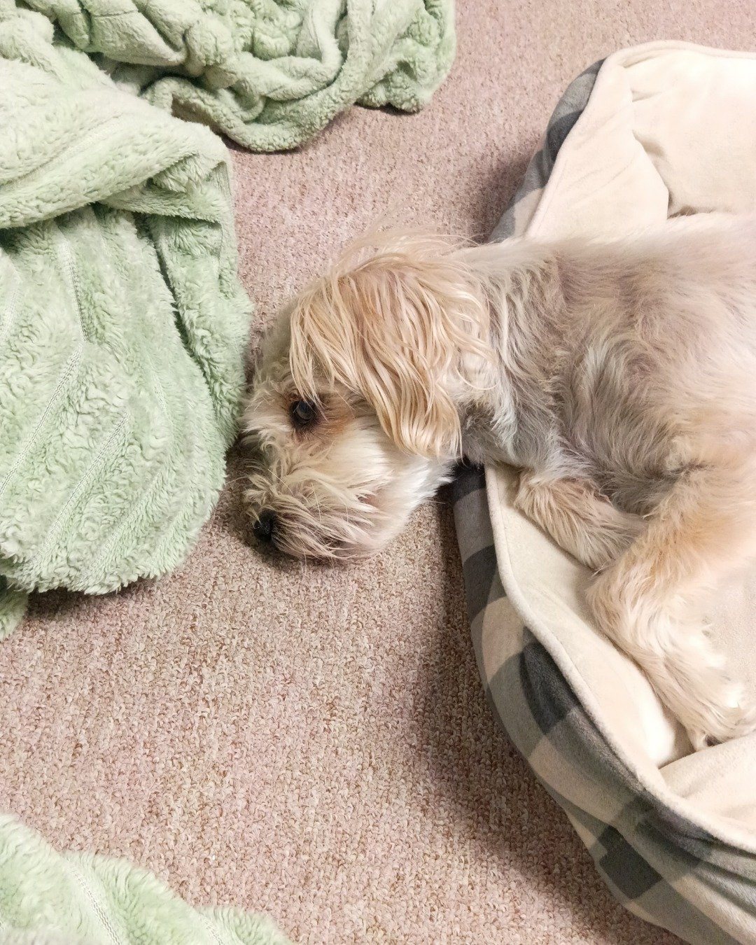 Casper. Dog, Puppy, Home Decor, Linen, Blanket, Couch