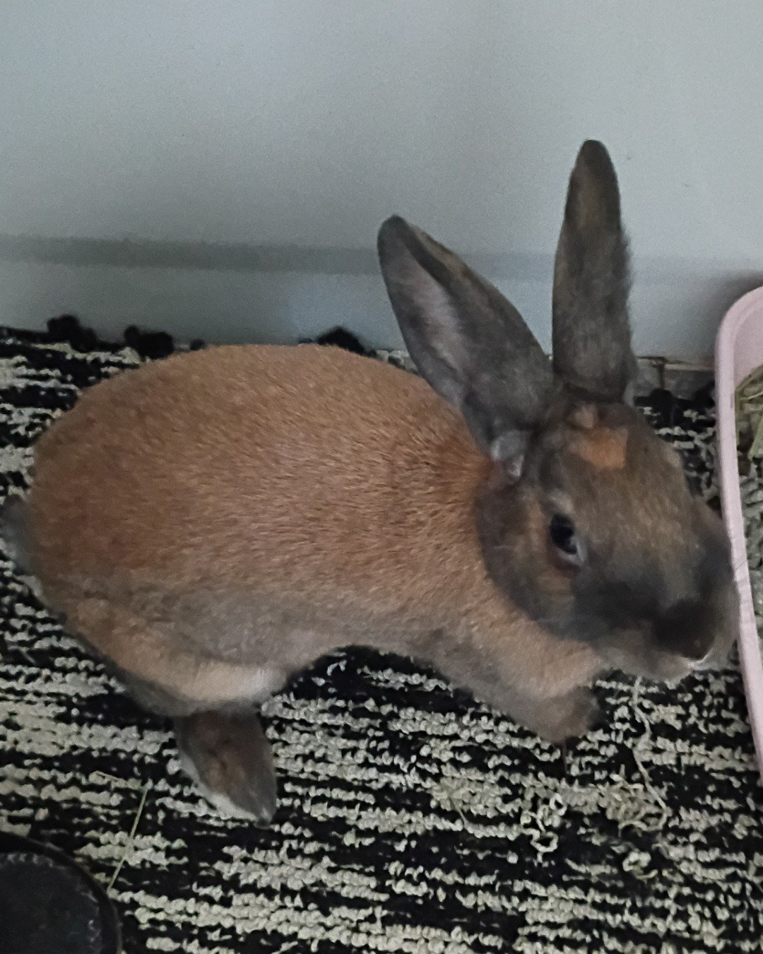 Dravina the Bunny. Hare, Rodent, Rat
