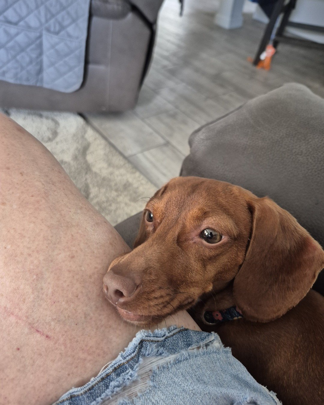 honey the dachshund. Dog, Puppy, Clothing, Pants, Hound, Couch