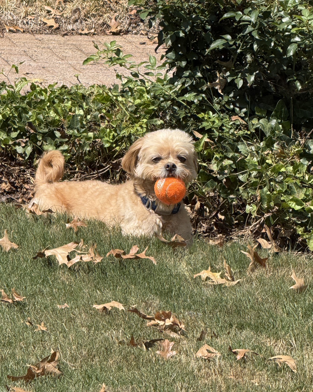 Chewie the Peekapoo. Grass, Plant, Dog, Puppy, Ball, Football