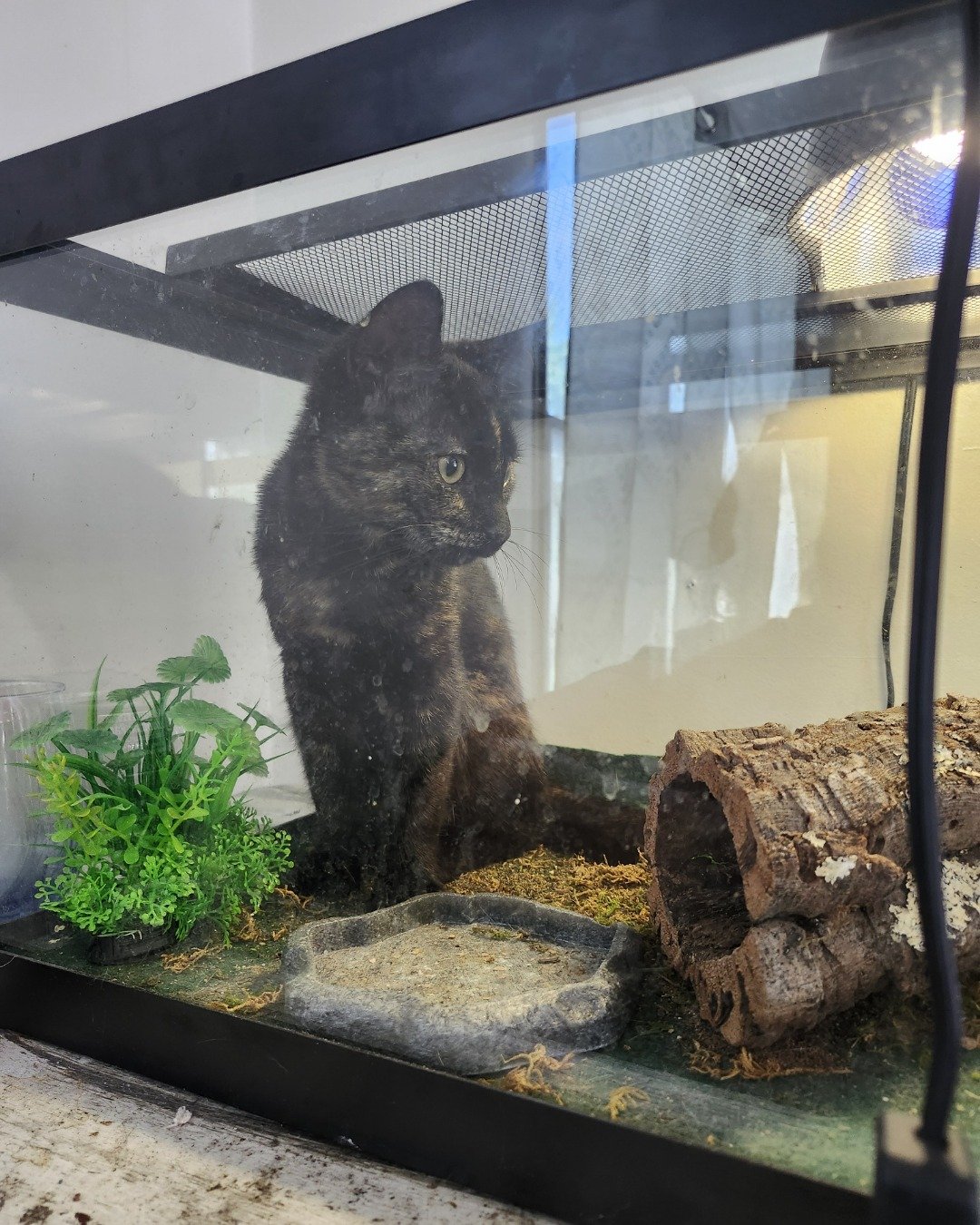 worm the American short hair torti calico. Plant, Cat