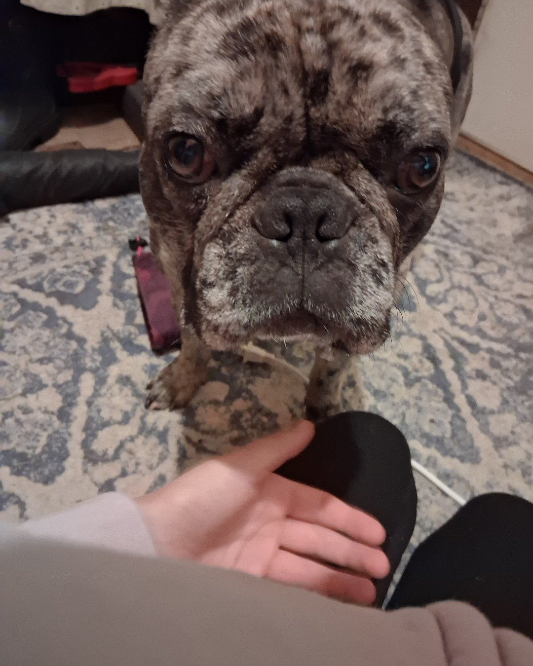 Porkchop the frenchton. Bulldog, Dog, French Bulldog, Puppy