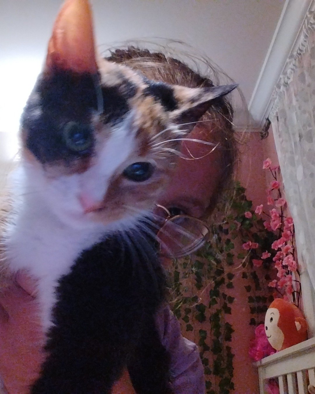 Lori says hi 👋 the street  cat. Plant, Potted Plant, Person, Plush, Toy, Cat