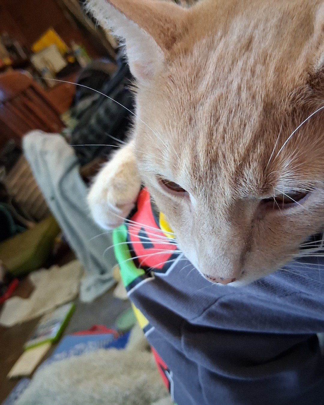 Mr. Orange. Cat, Abyssinian, Kitten