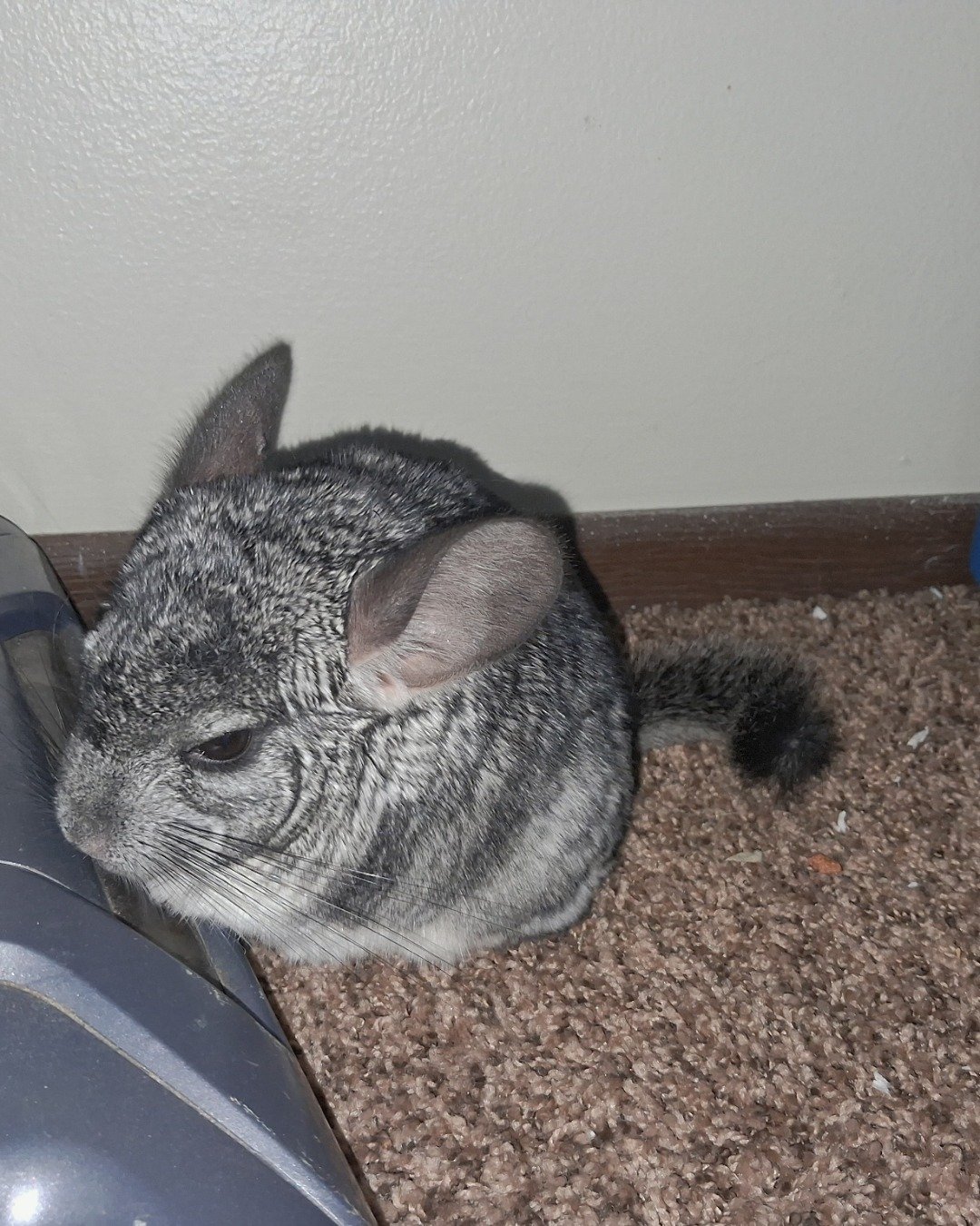 Chimmichanga the Chinchilla. Rodent, Chinchilla, Rat