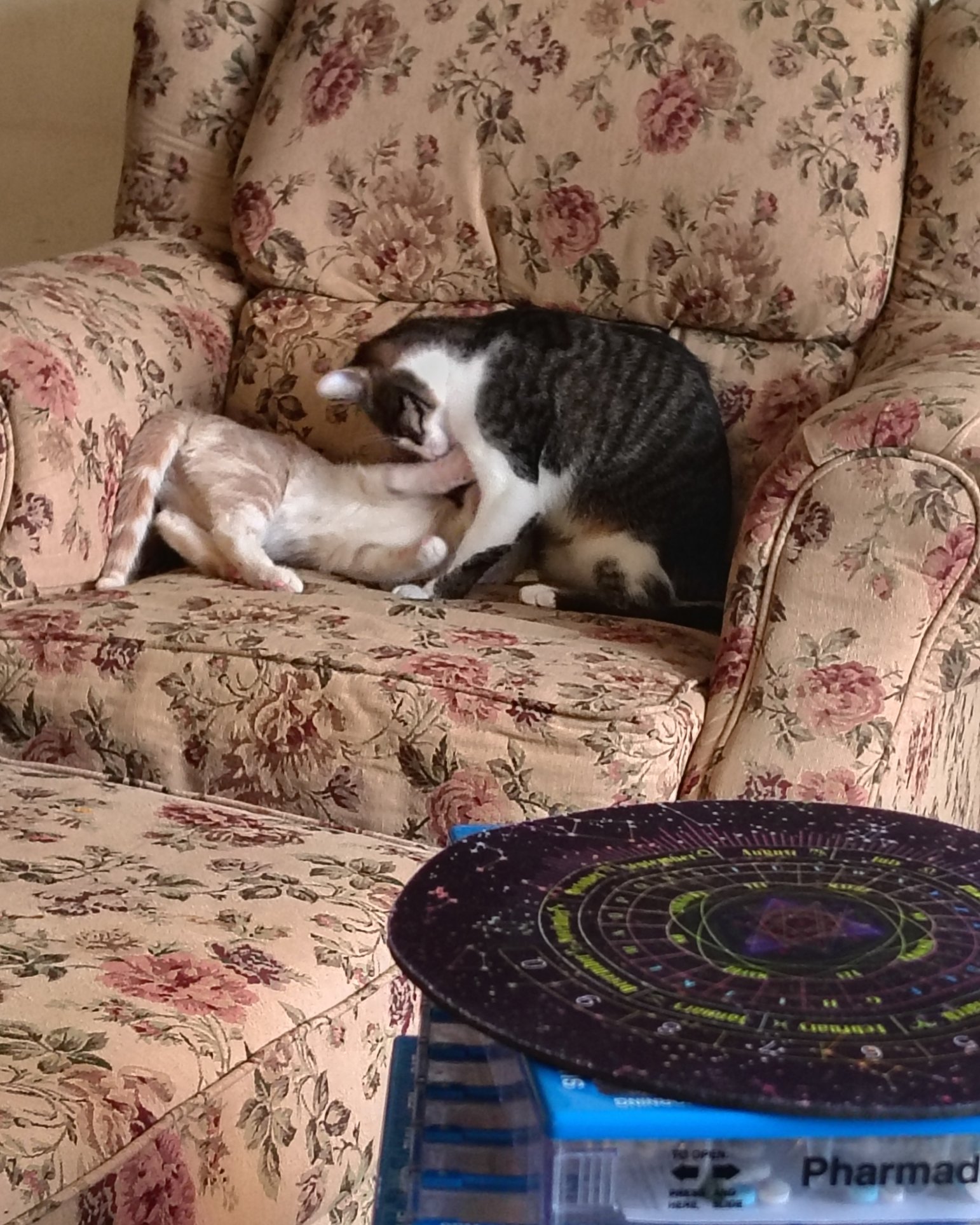 Aphrodite the orange kitty. Couch, Furniture, Cushion, Home Decor, Cat, Chair