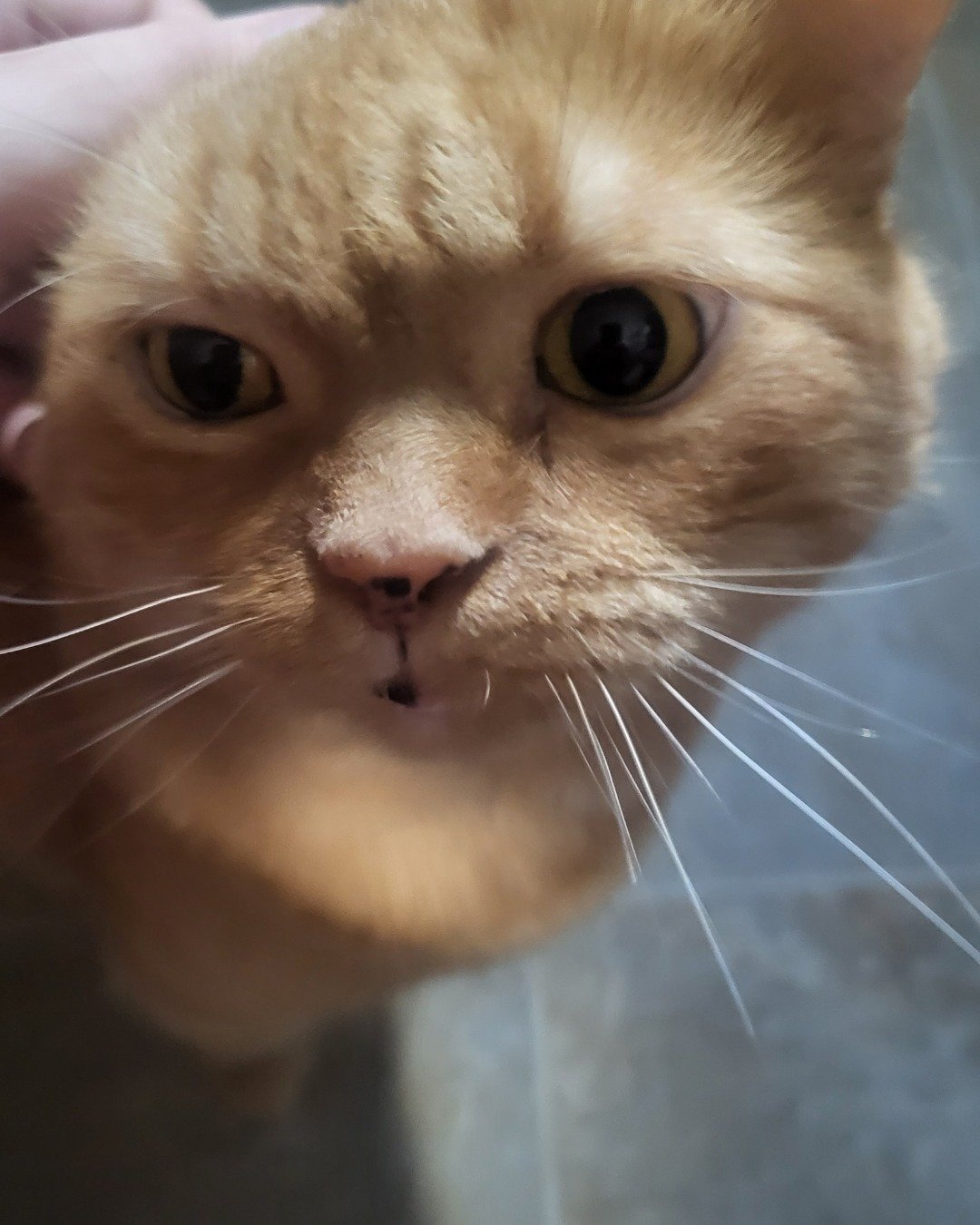 Rosie the American Shorthair. Cat, Kitten, Person