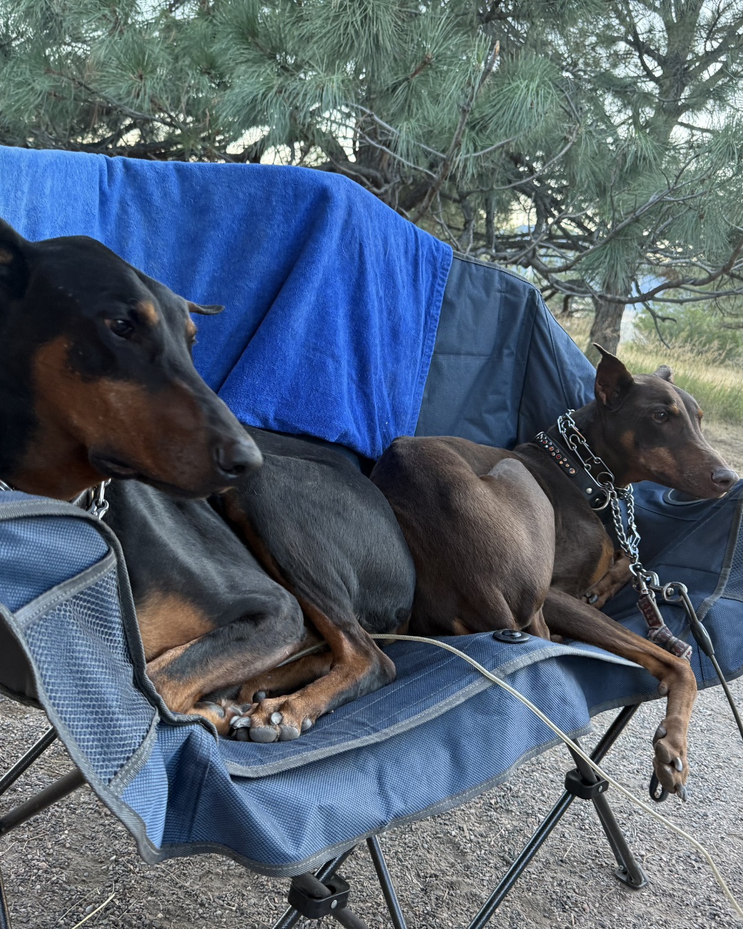 Bronco the Doberman Pinscher