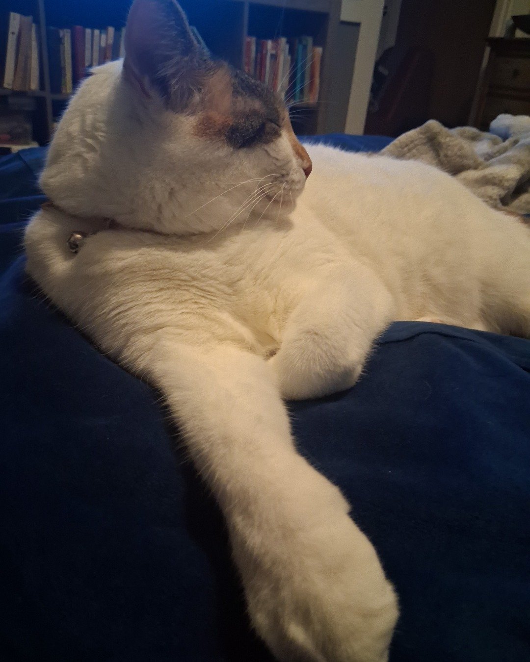 Callie the Calico maincoon. Person, Sleeping, Couch, Furniture, Cat, Indoors