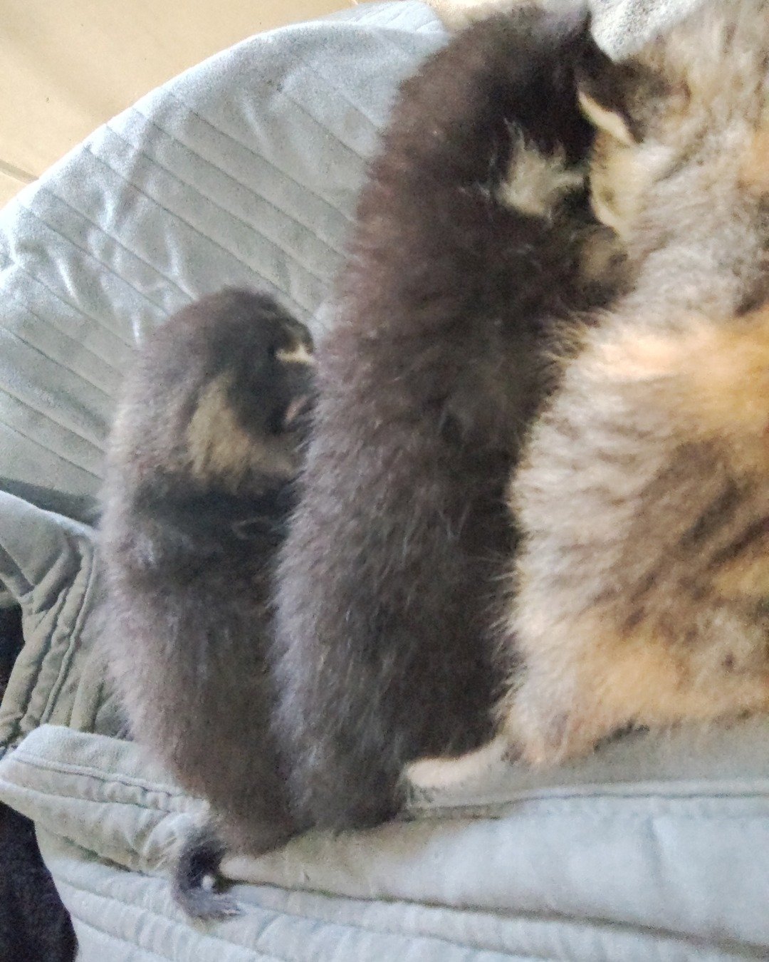 China the tabby. Couch, Furniture, Cat, Kitten, Bear