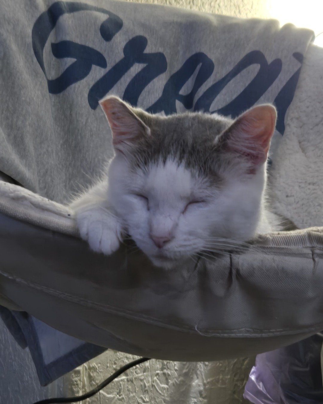 Mama's. Furniture, Cat, Kitten