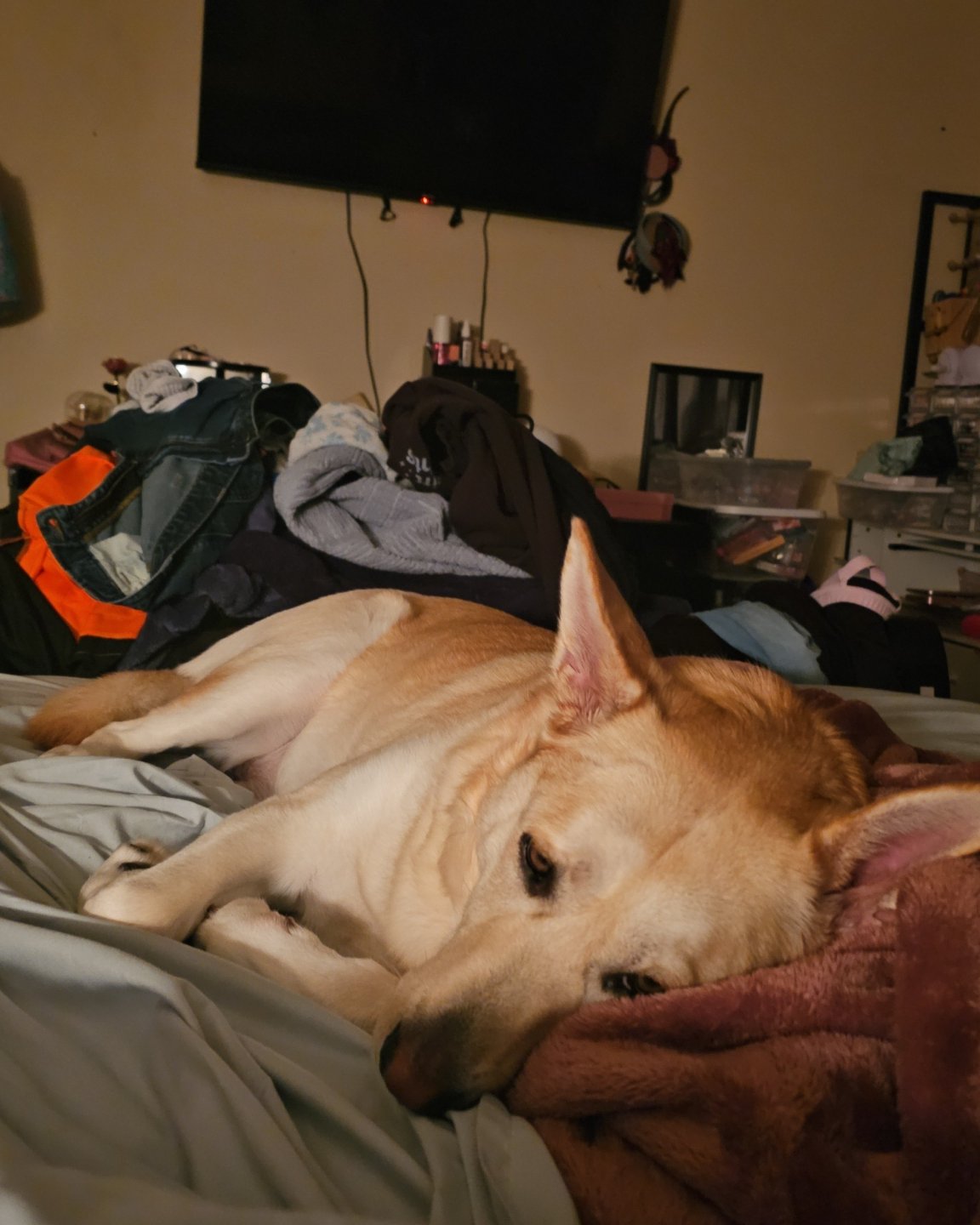 Bella the Labsky. Couch, Furniture, Electronics, Screen, Computer Hardware, Hardware