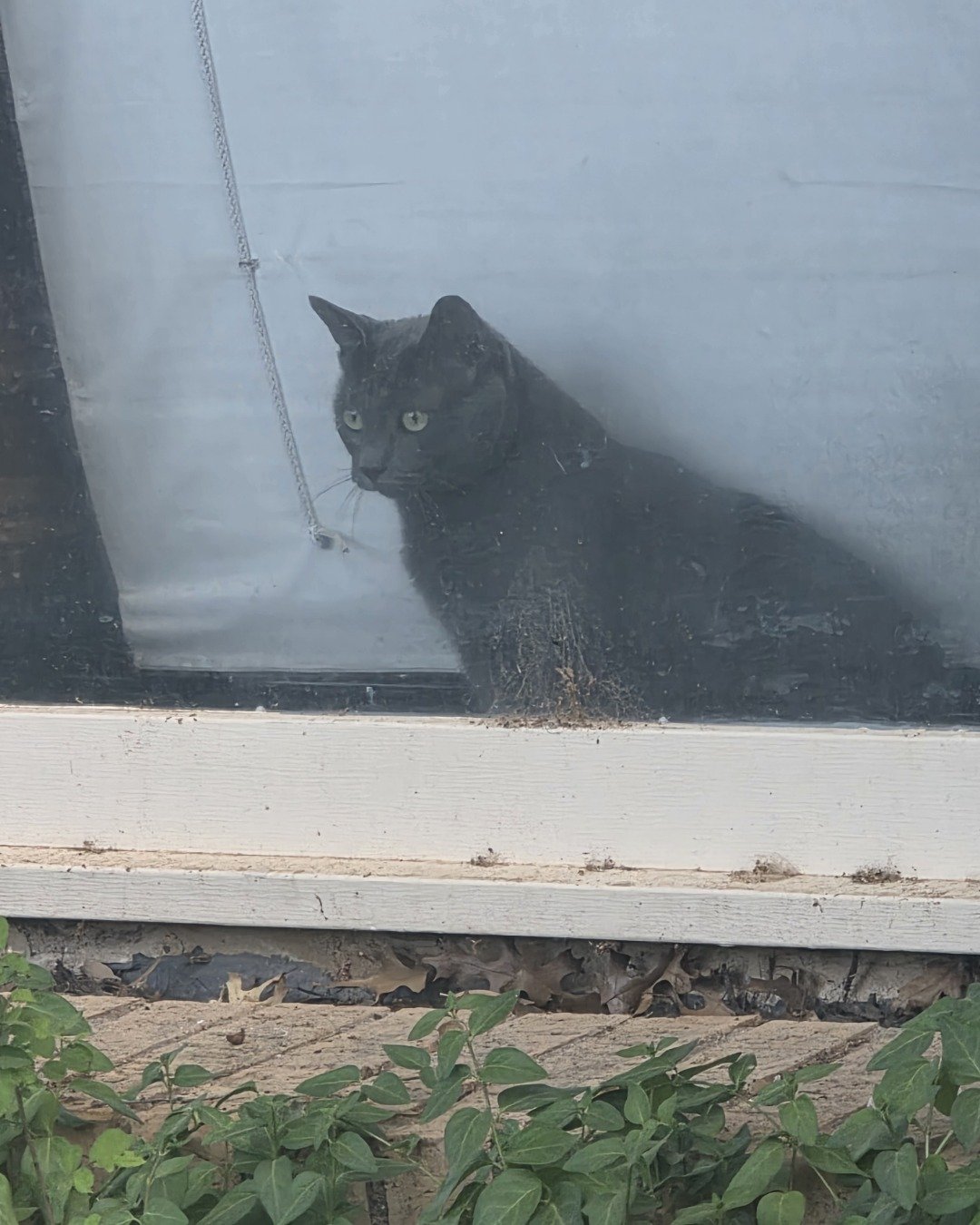 Cotton the Korat. Cat