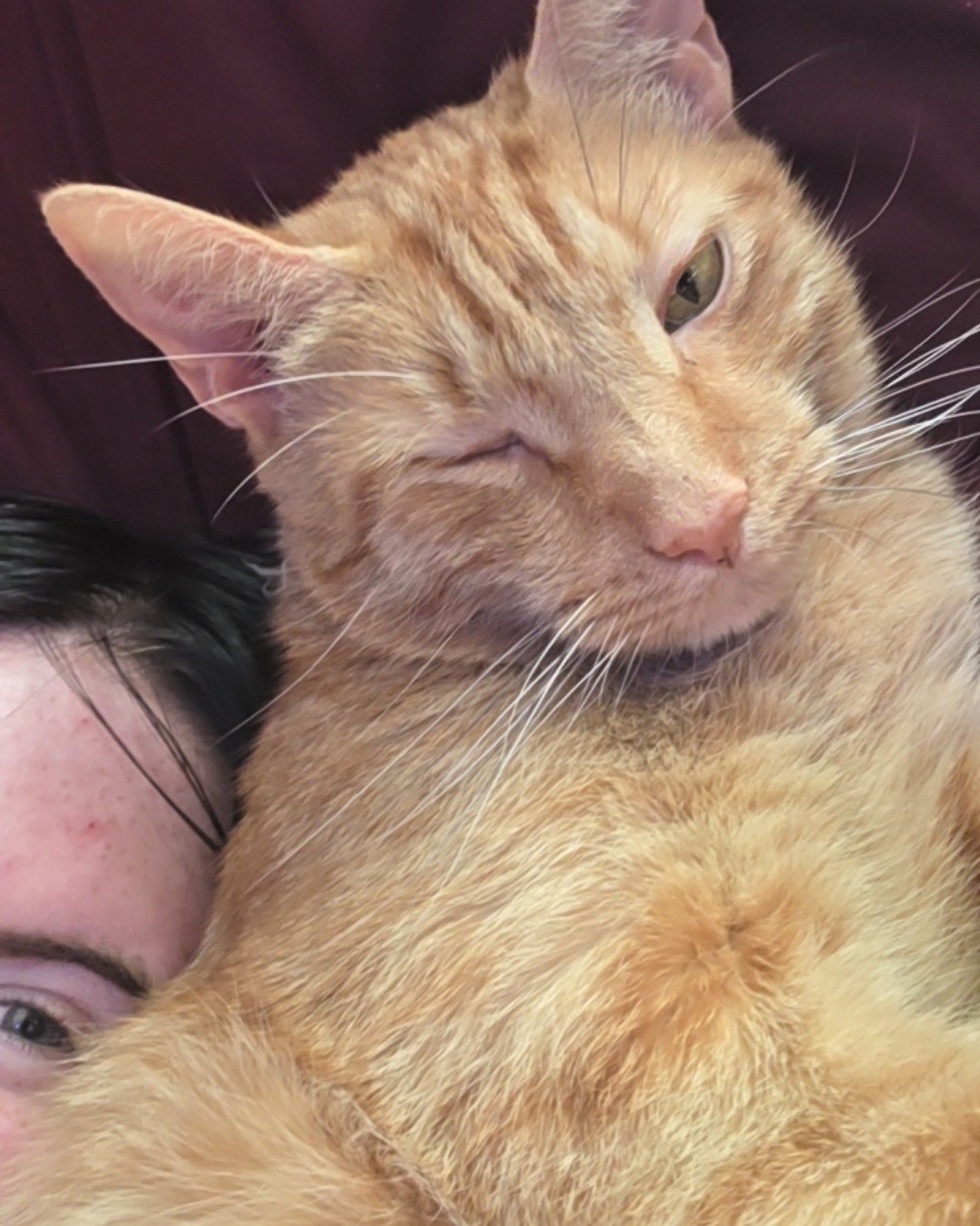 Cheese the tabby. Person, Cat, Kitten, Adult, Male, Man