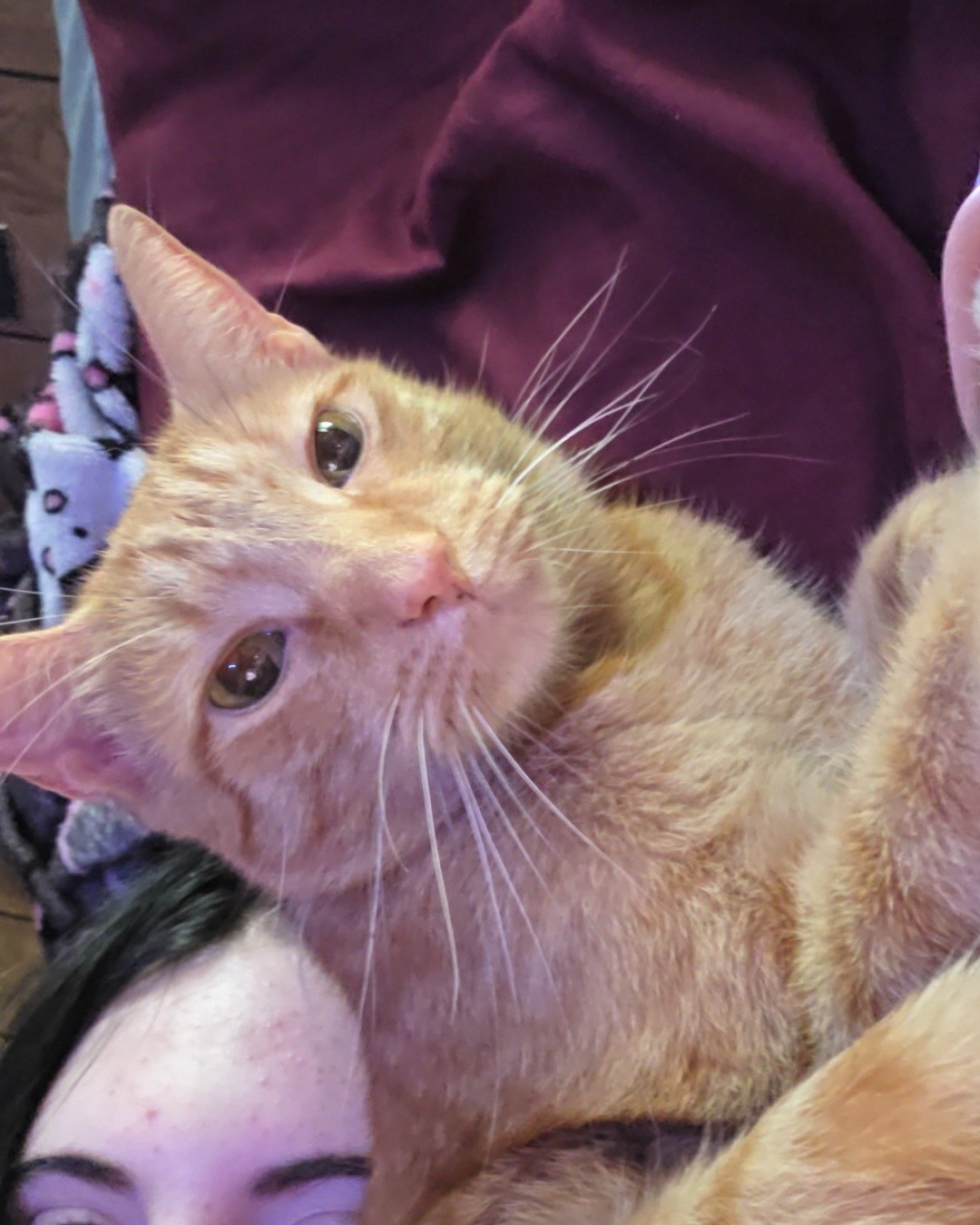 Cheese the tabby. Cat, Kitten, Abyssinian, Person