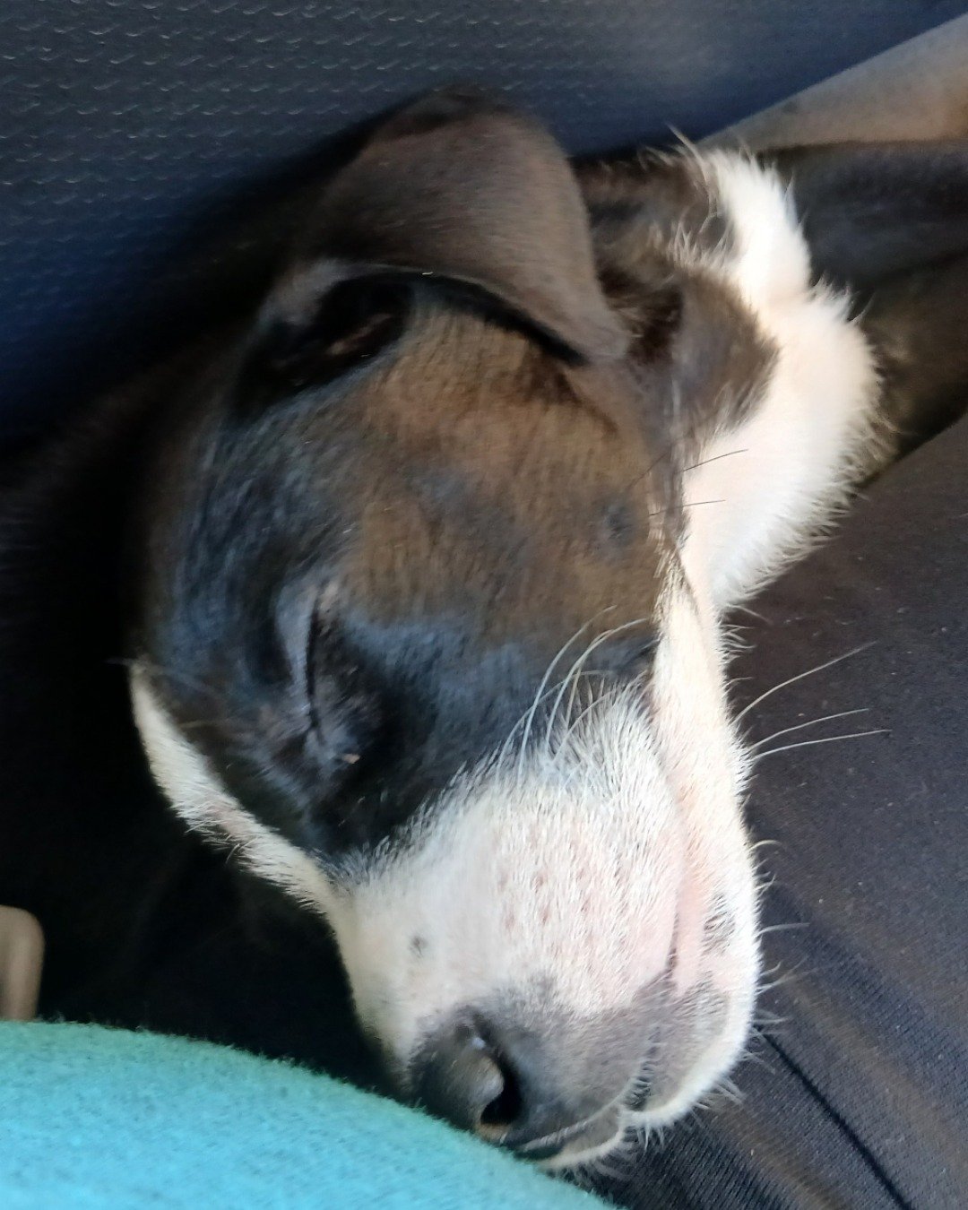 luna. Dog, Puppy, Hound, Husky