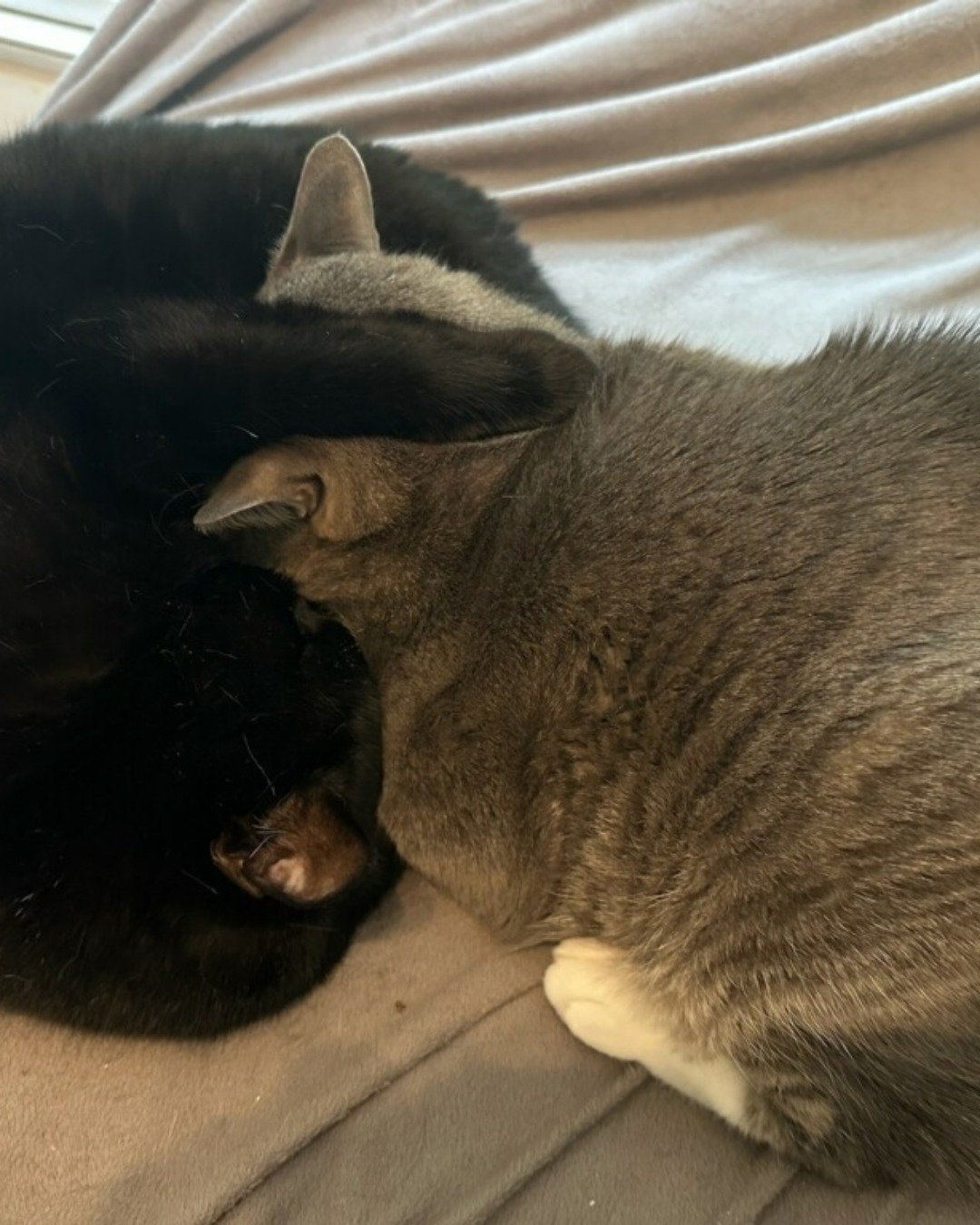 Lillith the American shorthair. Person, Sleeping, Cat, Kitten