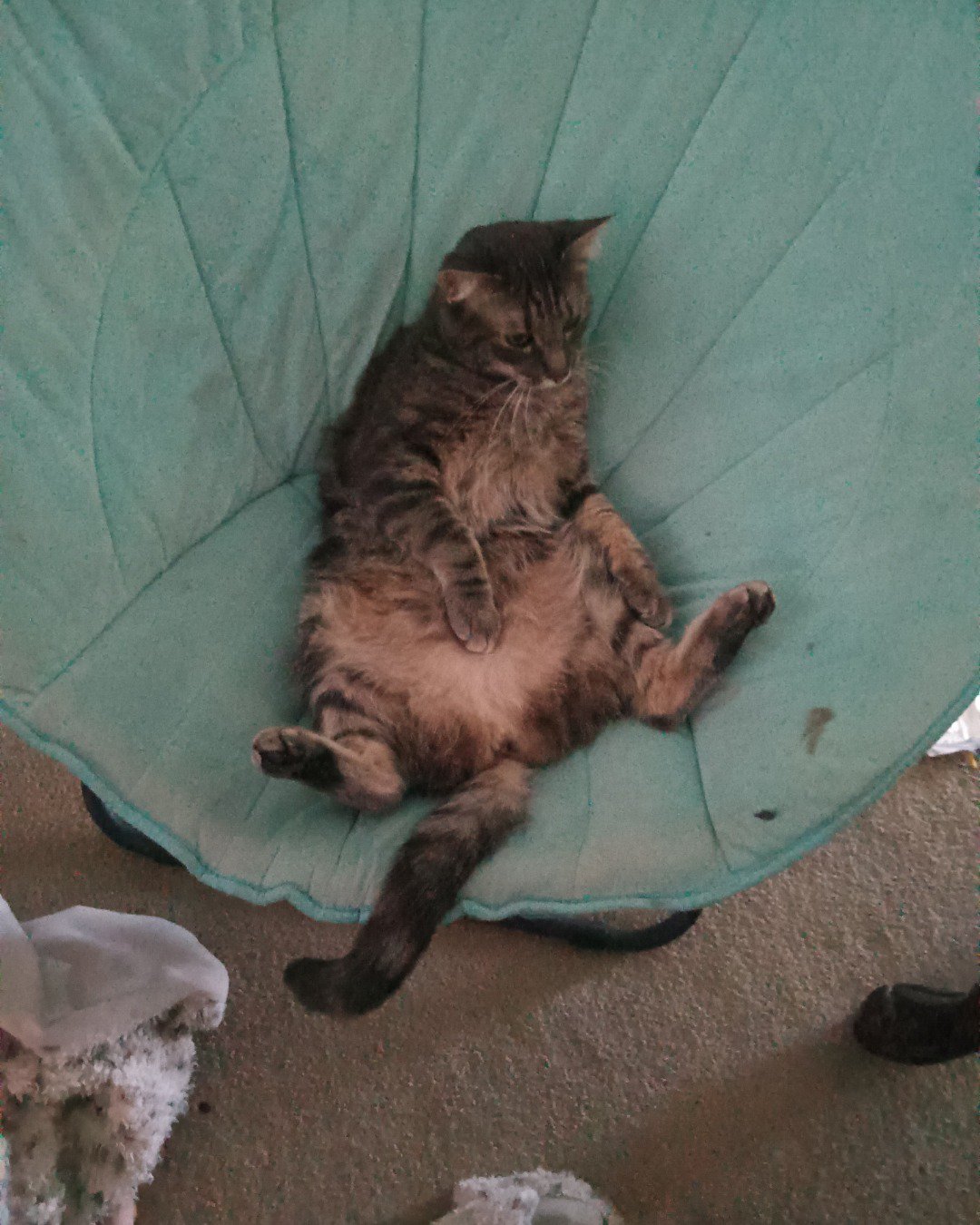 buttercup the sorry I don't know. Cat, Kitten, Person, Sleeping, Furniture, Manx