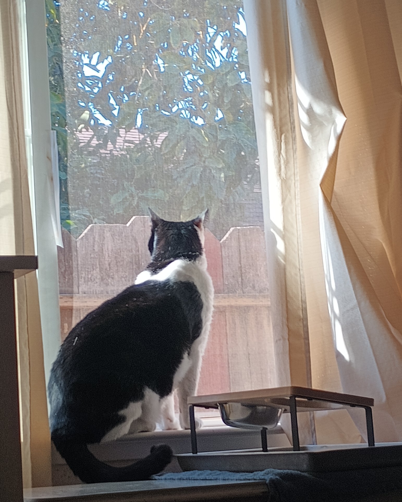 Zeke the Tuxedo. Window, Cat, Windowsill, Wood
