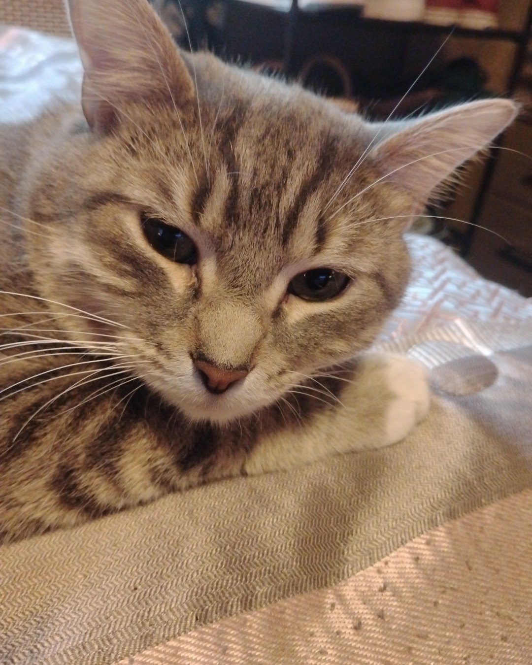 Jack Jack. Abyssinian, Cat, Kitten