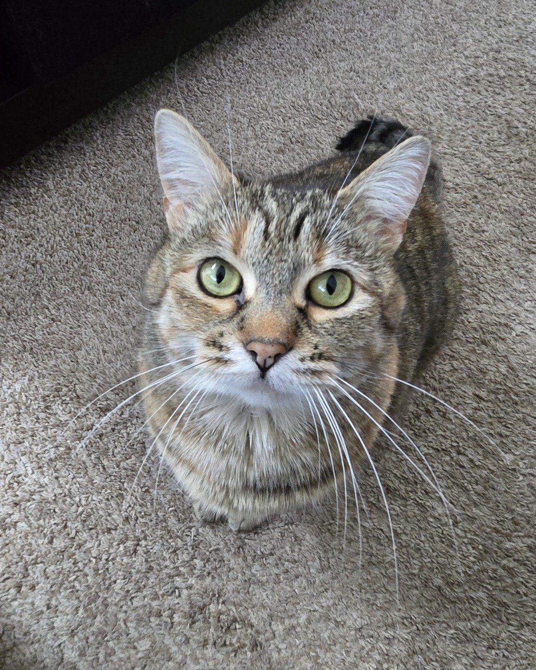 Lucy the tabby — Abyssinian, Cat, Manx