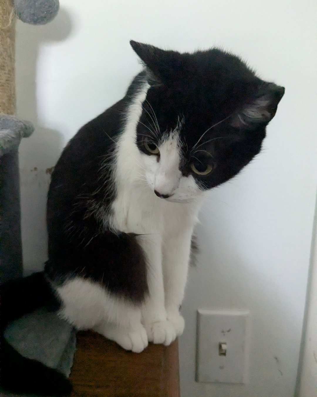 Igashu the Tuxedo. Electrical Device, Switch, Cat