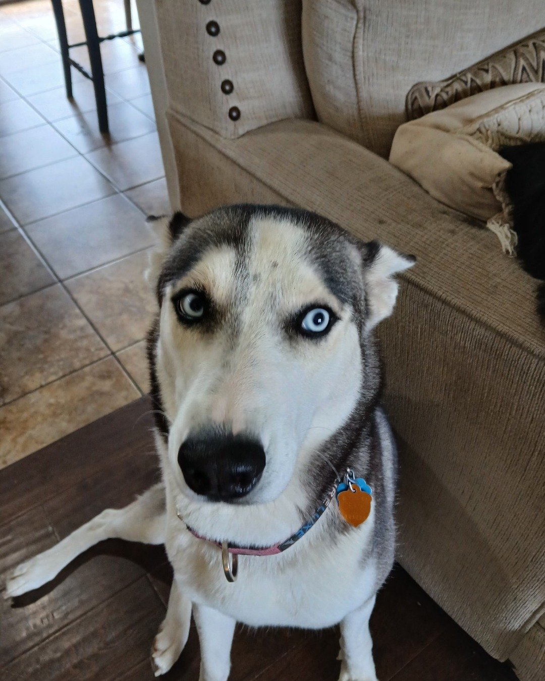 zuri the Redtail Husky. Dog, Husky, Couch, Furniture, Puppy
