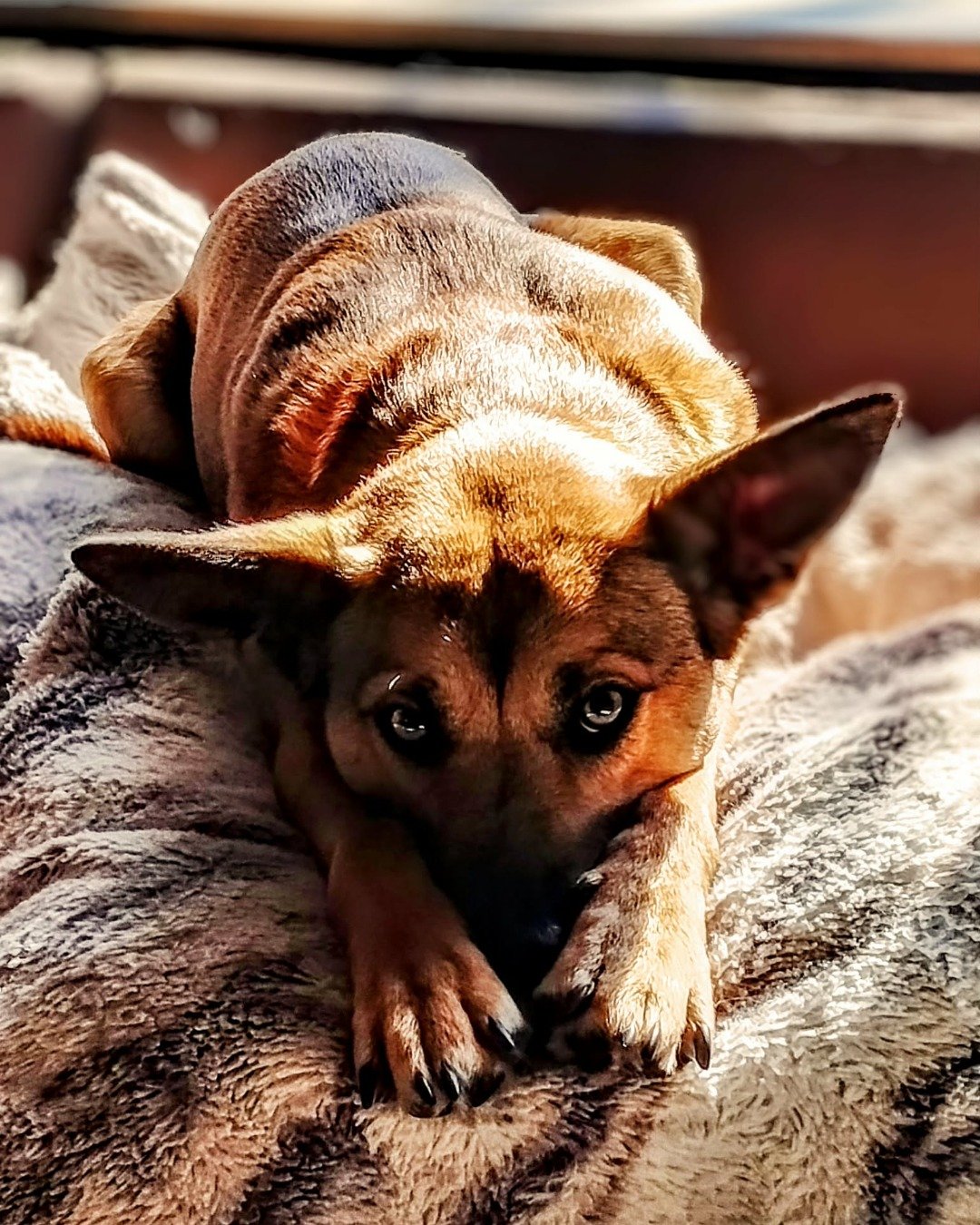 Bulma the mixed breed. Blanket, Dog, Kangaroo, Puppy