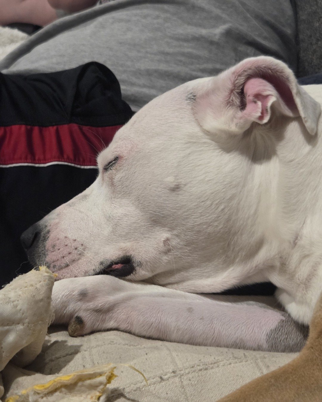 peaches the pitty mix. Dog, Person, Sleeping, Couch, Furniture, Puppy